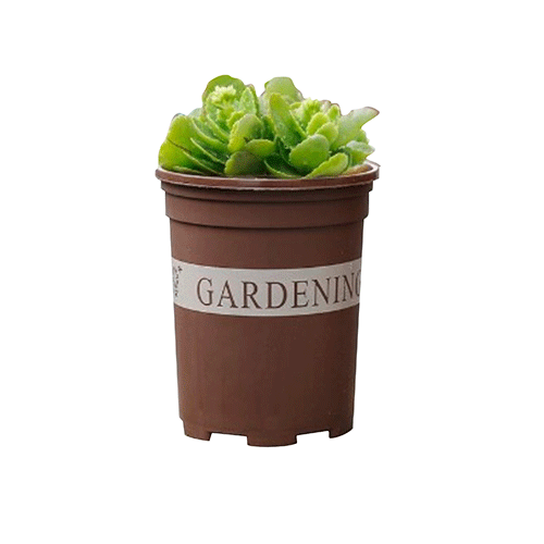 MACETA REDONDA GARDEN,CON 1 PZ O CAJA CON 108 PZS