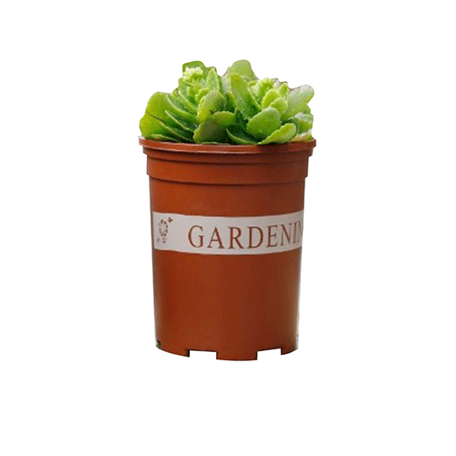 MACETA REDONDA GARDEN CON 1 PZ O CAJA CON 108 PZS